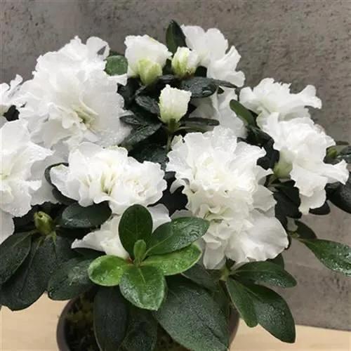 西洋杜鵑 盆栽花卉的璀璨明珠