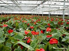 家彬溫室大棚 您的高品質(zhì)花卉大棚供應(yīng)專家與盆景種植伙伴