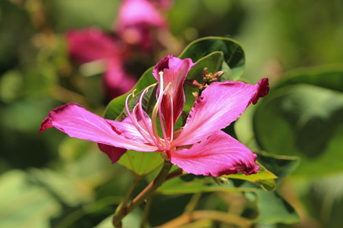 花卉攝影入門指南 如何用鏡頭捕捉花朵的美麗