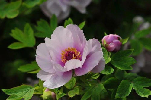 丹城香韻 花卉攝影與盆景種植的藝術交融