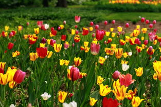 花卉盆景種植 方寸之間的自然藝術與心靈修行