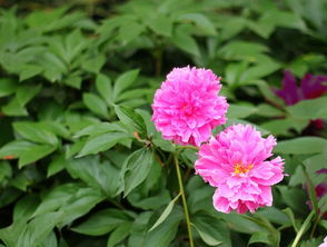 上海植物園 花卉的百科全書與城市綠洲